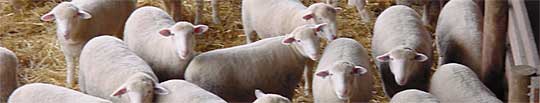Lambs in Barn