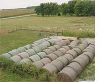 field of baled hay