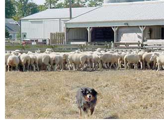 Dog with Sheep