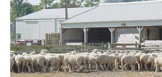Barn and sheep