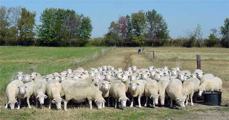 sheep in field