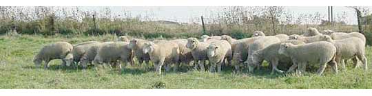 Sheep in pasture - fall image