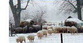 Winter flock